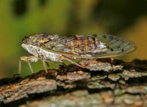 Cigale méditerranéenne chantant en été, indicateur naturel de la montée des températures
