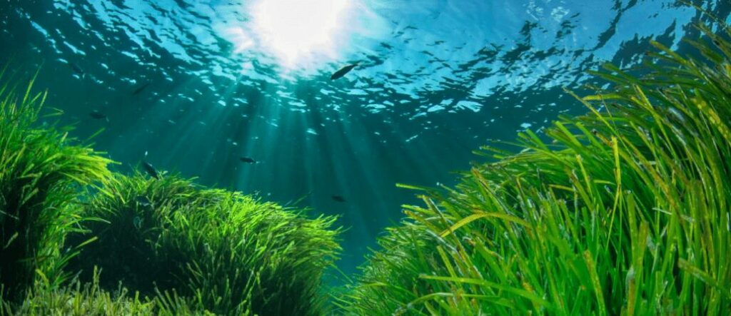 herbe de la mer méditerranée pradet var