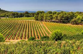Les vignobles varois
