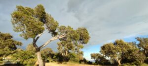 Grand pin d'Alep méditerranéen typique de la garrigue varoise, sur le sentier de la Colle Noire, près du Mas de la Gavaresse.