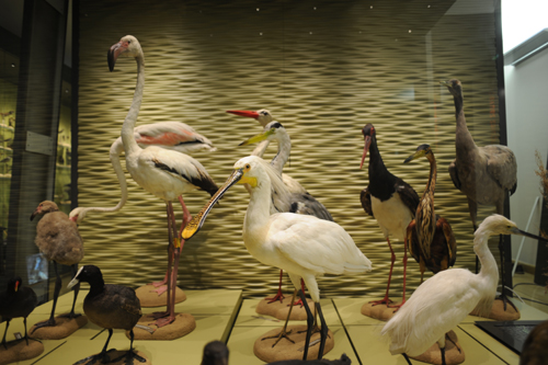 Le Muséum départemental du Var - Département du Var
