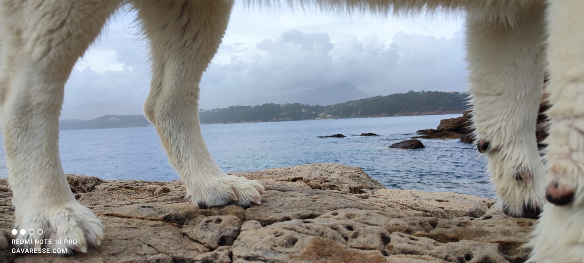 Cani-plage Le Pradet Plage chiens autorisés Var Animaux acceptés