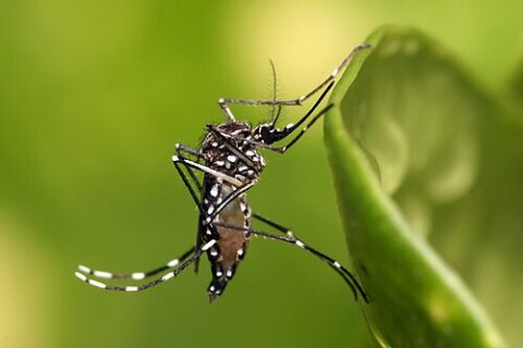 Gros plan sur un moustique tigre posé sur une feuille verte, montrant distinctement les rayures noires et blanches sur son corps et ses pattes.