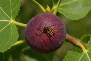 Guêpe jaune et noire se nourrissant sur une figue violette mûre, fruit du figuier en Provence.