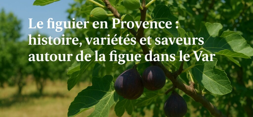 Figuier en Provence chargé de fruits mûrs dans un verger du Var, sous un ciel ensoleillé