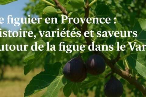Figuier en Provence chargé de fruits mûrs dans un verger du Var, sous un ciel ensoleillé