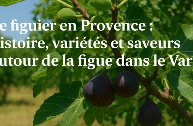 Figuier en Provence chargé de fruits mûrs dans un verger du Var, sous un ciel ensoleillé