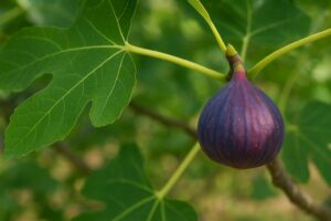 Figue violette mûre accrochée à un figuier, parmi de larges feuilles vertes, dans un verger ensoleillé du Var