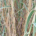 Dense haie de Canne de Provence panachée (Arundo donax 'Variegata') avec des feuilles vertes et jaunes, délimitant le jardin du Mas de la Gavaresse.