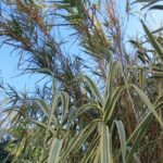 Canne de Provence panachée (Arundo donax 'Variegata') avec feuillage vert et blanc argenté, ajoutant une touche décorative au Mas de la Gavaresse.