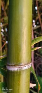 Gros plan sur une tige de bambou d'un vert éclatant, symbolisant l'ambiance zen et reposante du jardin du Mas de la Gavaresse.
