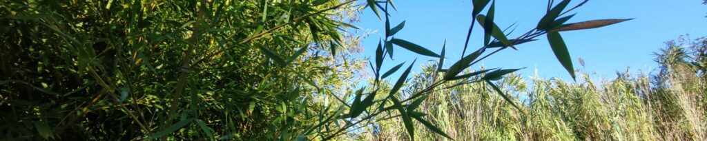 Feuilles de bambou en premier plan et tiges de Canne de Provence en arrière-plan sous le ciel bleu du Mas de la Gavaresse.