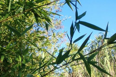 Feuilles de bambou en premier plan et tiges de Canne de Provence en arrière-plan sous le ciel bleu du Mas de la Gavaresse.