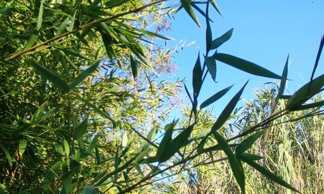 Feuilles de bambou en premier plan et tiges de Canne de Provence en arrière-plan sous le ciel bleu du Mas de la Gavaresse.