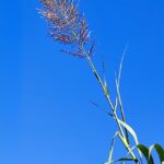 Panicule plumeuse (fleur) de Canne de Provence se détachant sur le bleu vif du ciel, symbole de l'été au Mas de la Gavaresse.