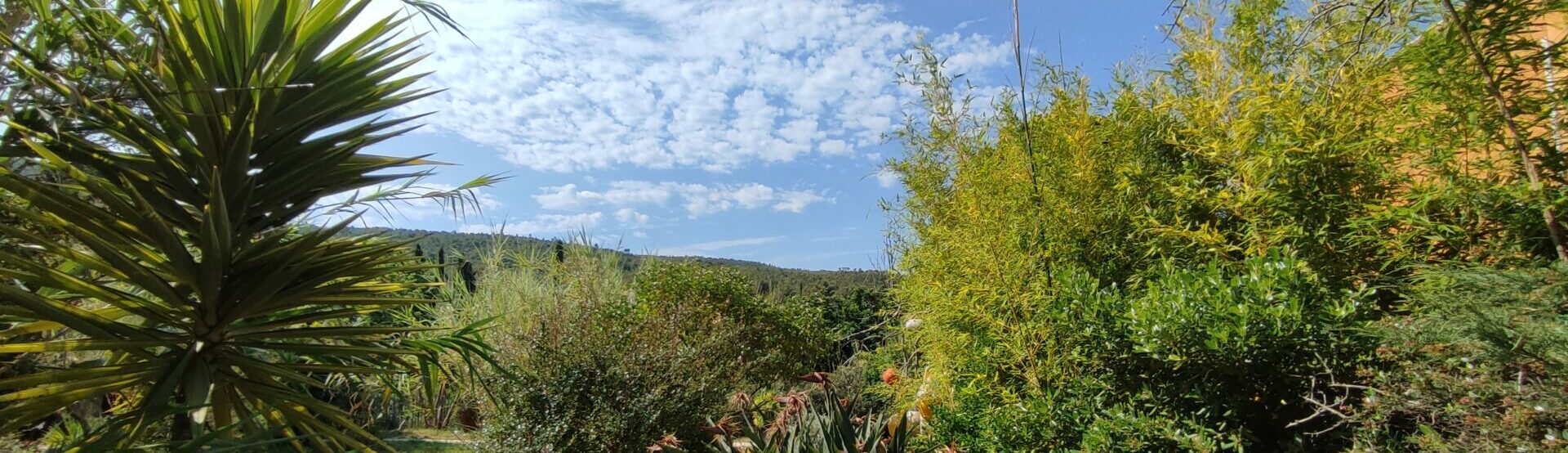 Jardin méditerranéen luxuriant au Mas Gavaresse avec yuccas, bambous et végétation dense sous un ciel bleu.